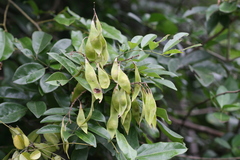 Derris scandens